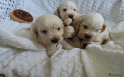 Cocker Spaniel dogs for sale: ❤️‍🔥❤️‍🔥💥Show Type Cocker Spaniel Puppies - Advert 26