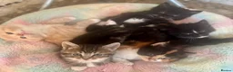 Mixed Breed cats for sale: Beautiful well handled kittens  - Advert 3
