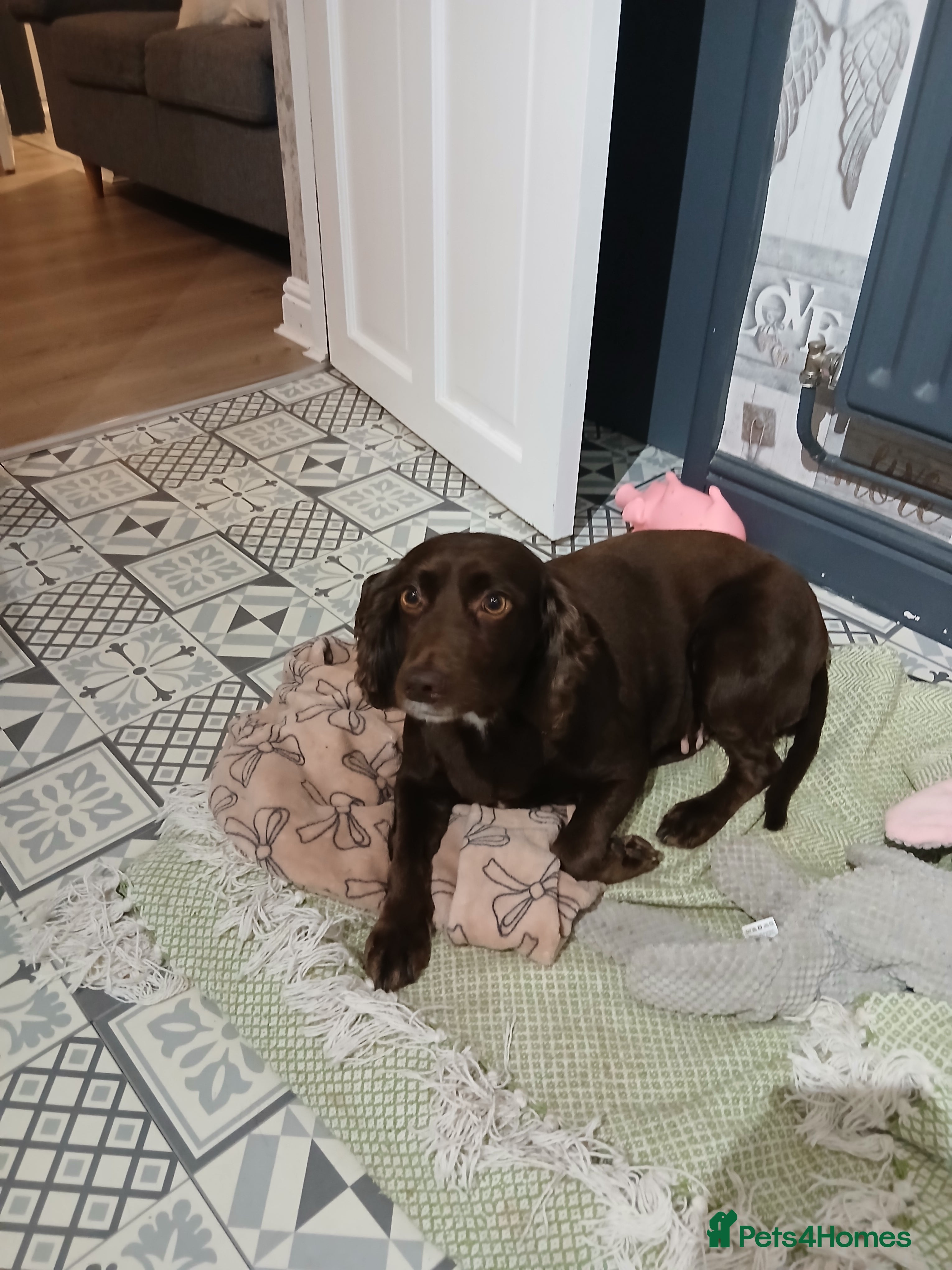 Sprocker dogs Free to good home - Advert 1