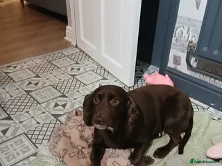 Sprocker dogs Free to good home - Advert 3