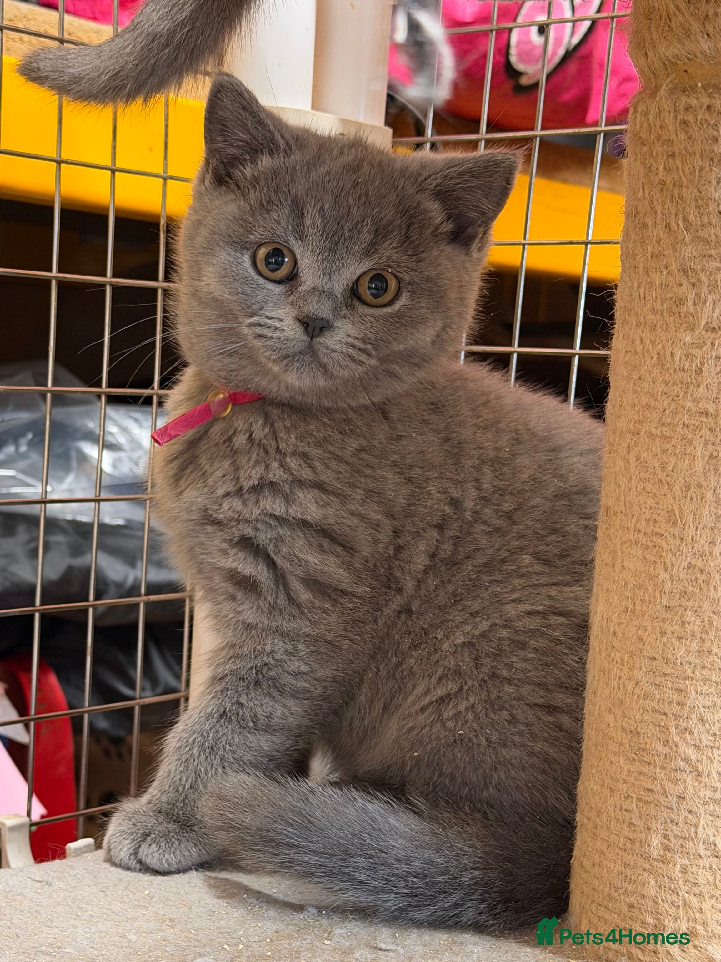 British Shorthair cats Blue BSH kittens - Advert 1