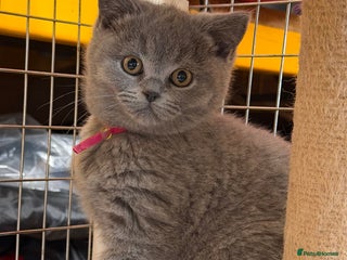 British Shorthair cats Blue BSH kittens - Advert 6