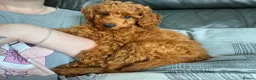 Toy Poodle dogs for stud: KC Pedigree Red Toy Poodle for Stud - Advert 21
