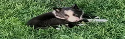 Border Collie dogs for sale: Border Collie pups born on farm to working parents - Advert 8