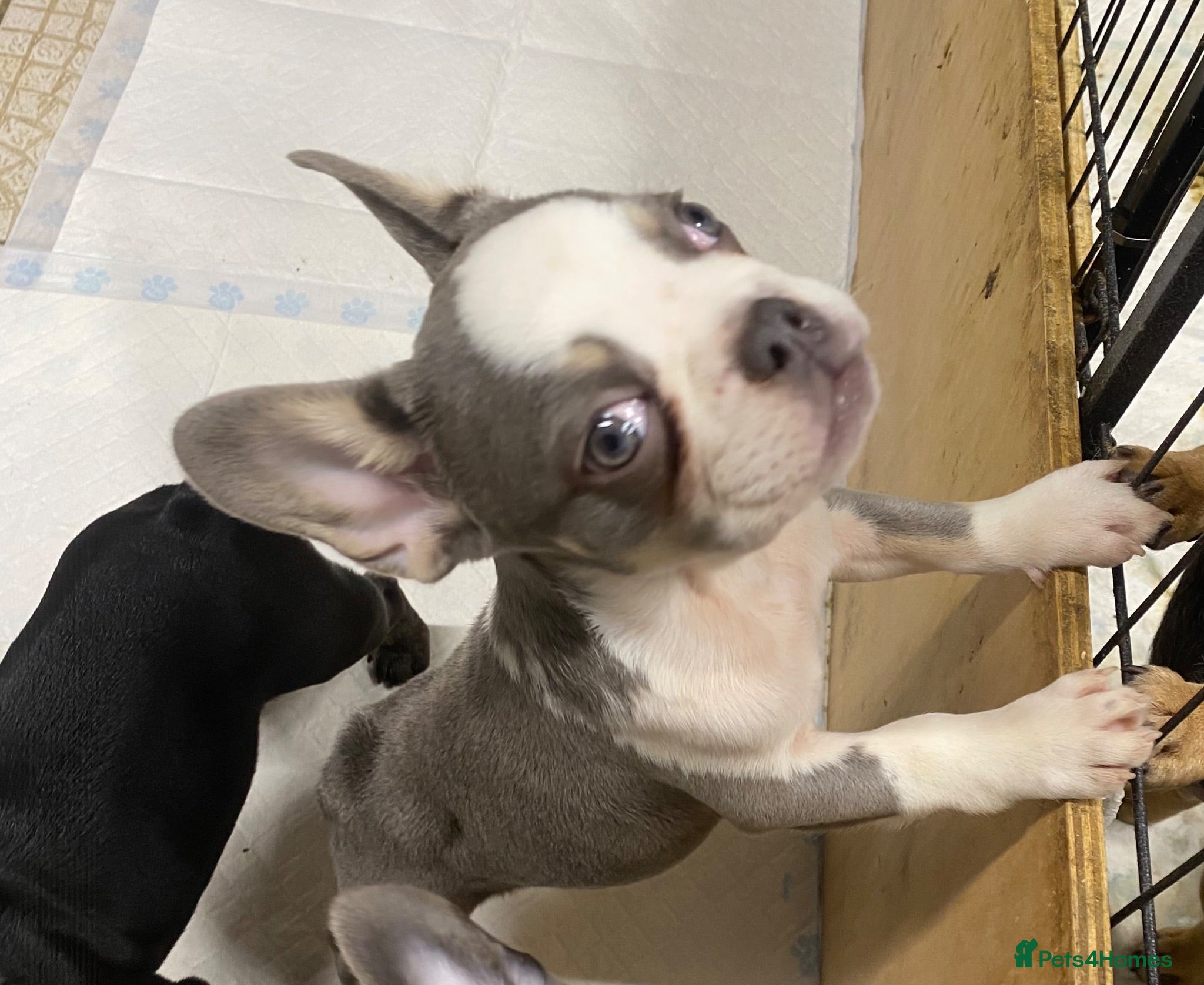 French Bulldog dogs KC registered French Bulldog puppies - Advert 1