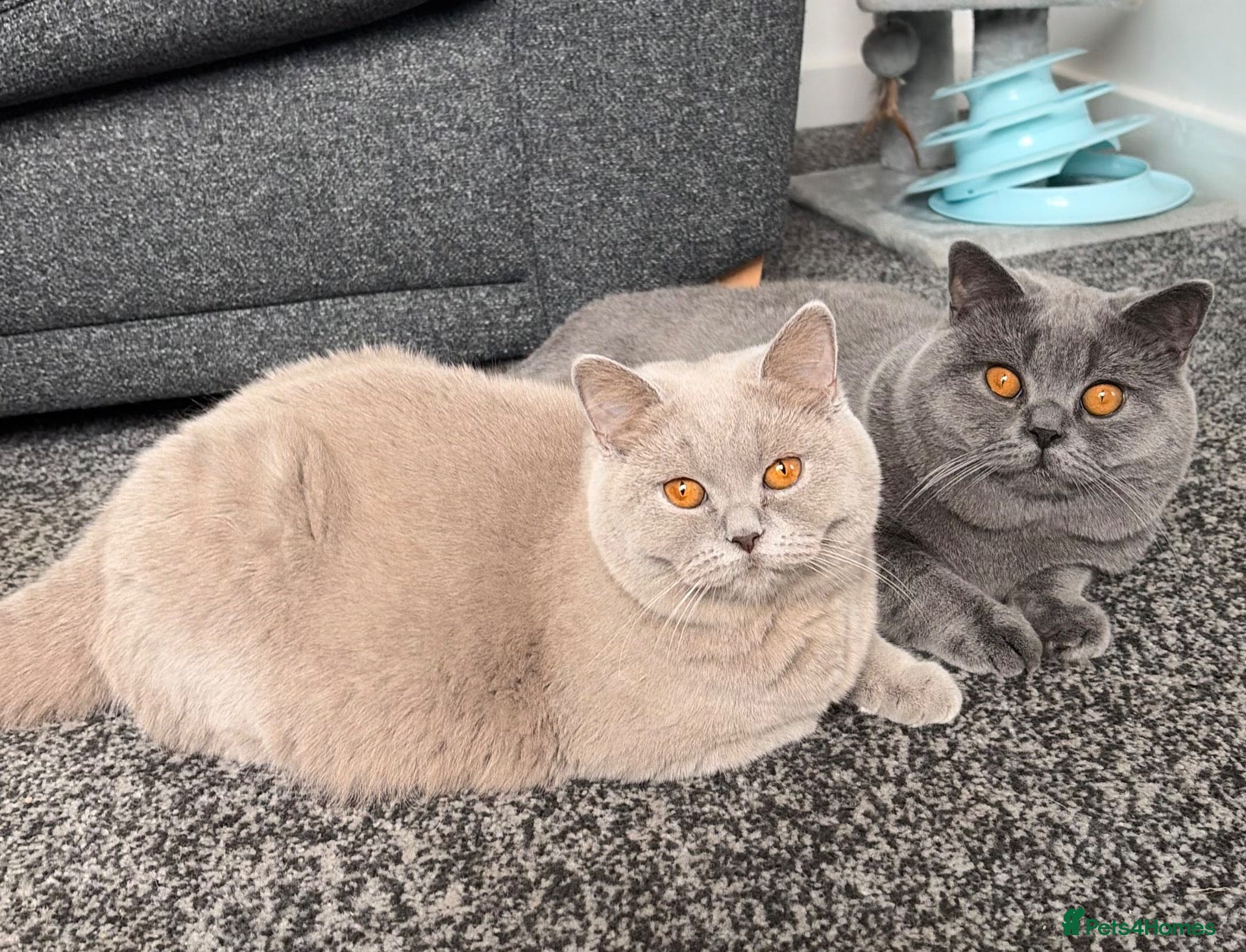 British Shorthair cats 3 Boy’s - Advert 5