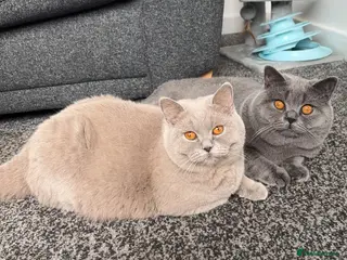 British Shorthair cats 3 Boy’s - Advert 5
