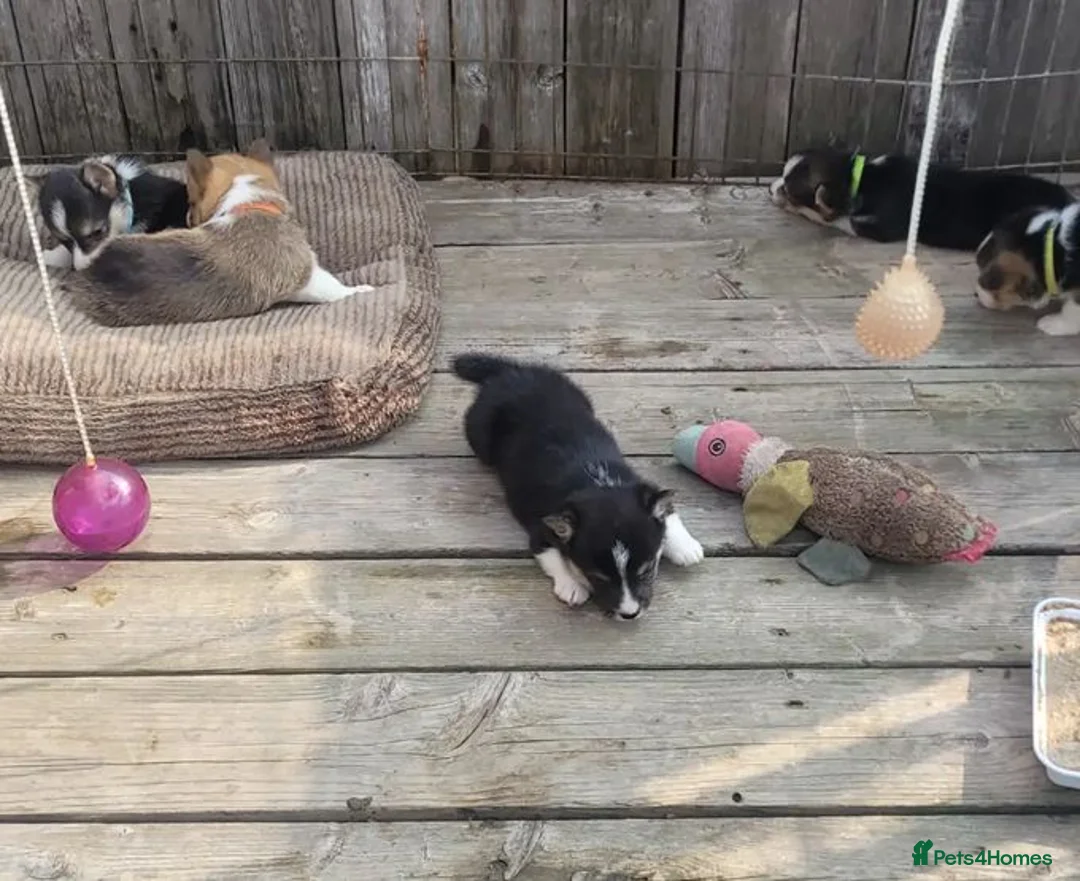 Welsh Corgi Pembroke dogs for sale: Forever Loved–Magnificent Pembroke Welsh Corgis in Nottingham - Advert 12