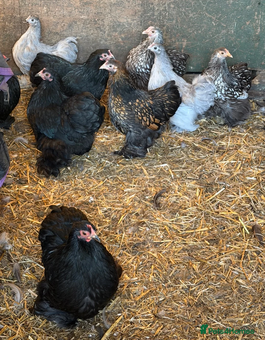 Chickens poultry for sale: Pekin bantam hens - Advert 2