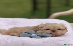 Shih Tzu dogs for sale: Stunning tiny imperial karashishi puppies - Image 7