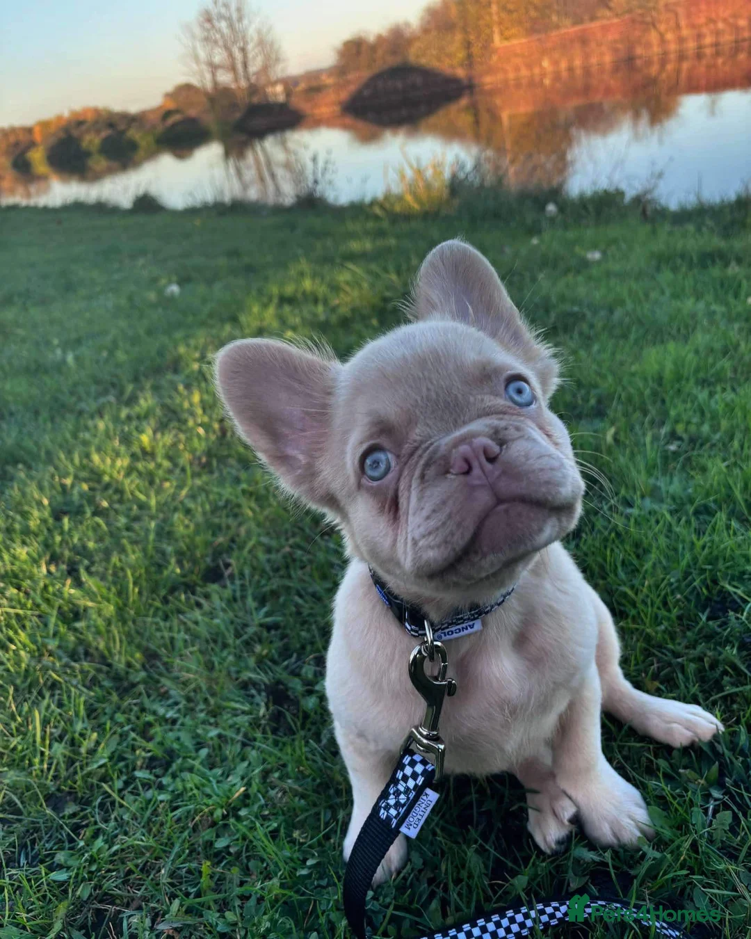 French Bulldog dogs for stud: New shade fluffy merle  in Sheffield - Advert 31