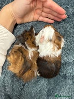 Guinea Pig rodents - Advert 1