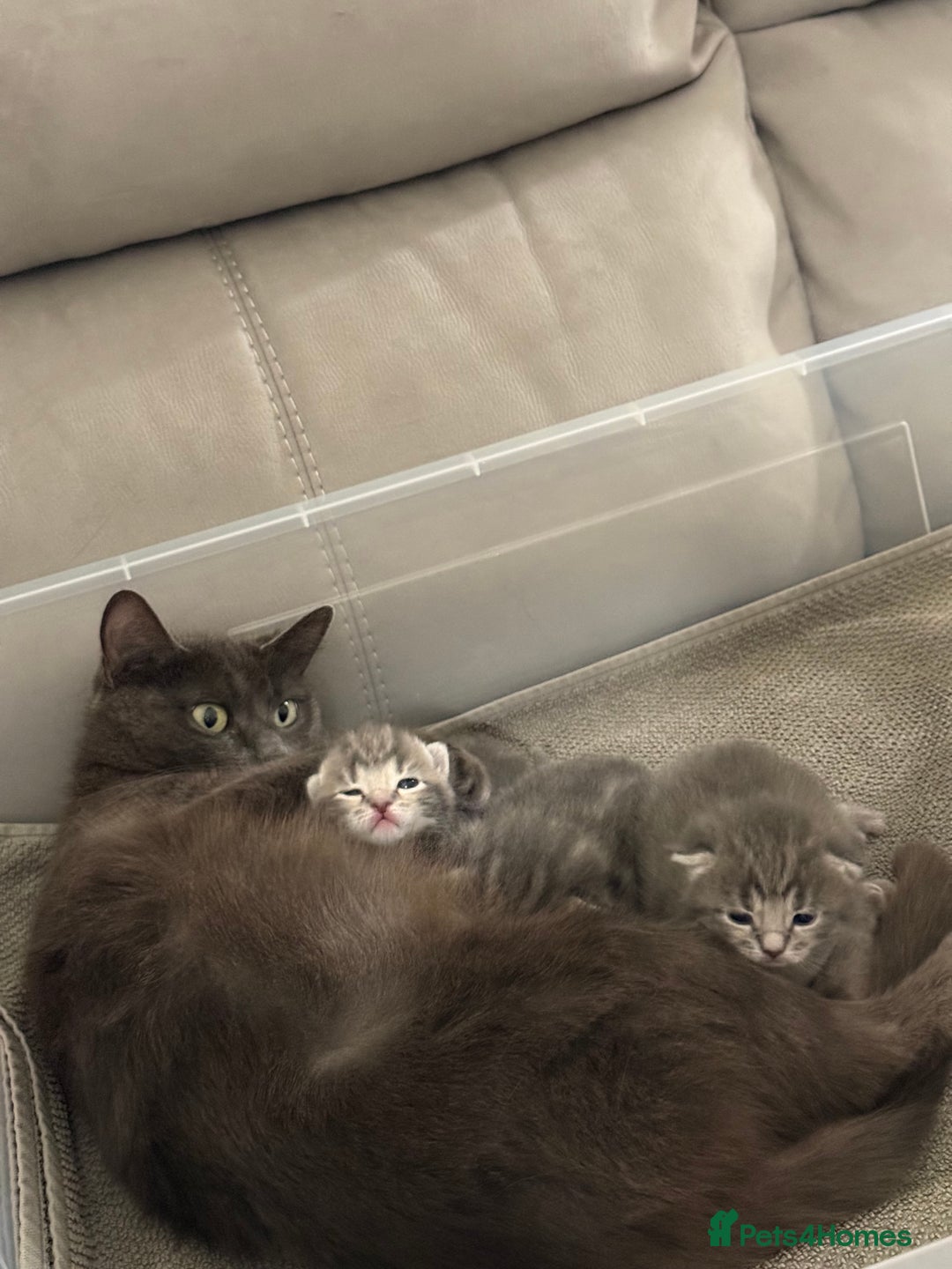 Mixed Breed cats for sale: Mixed grey tabby & British short hair male  - Advert 8