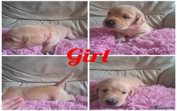 Labradoodle dogs for sale: Labradoodle puppies  - Image 12