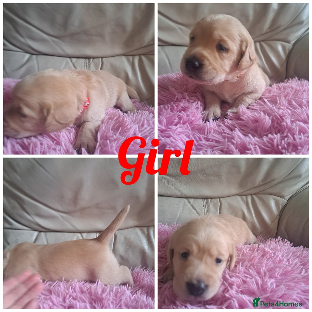 Labradoodle dogs for sale: Labradoodle puppies  - Image 12