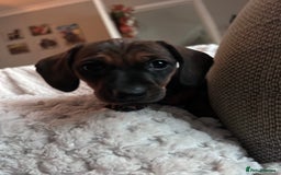 Miniature Dachshund dogs for sale: 3 gorgeous miniature dachshund girls  - Advert 25