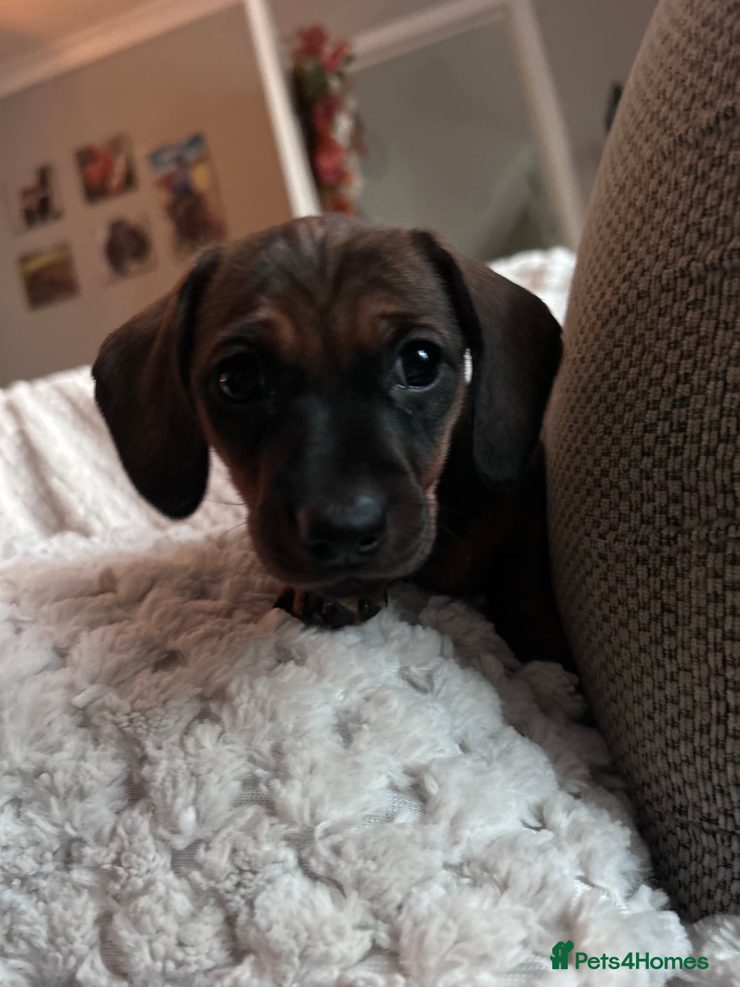 Miniature Dachshund dogs for sale: 3 gorgeous miniature dachshund girls  - Advert 25