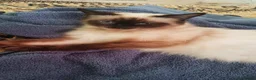 Mixed Breed cats for sale: 8 week old kittens in Barry - Advert 4