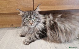 Maine Coon cats for sale: TICA REGISTERED MAINE COON KITTENS - Image 32