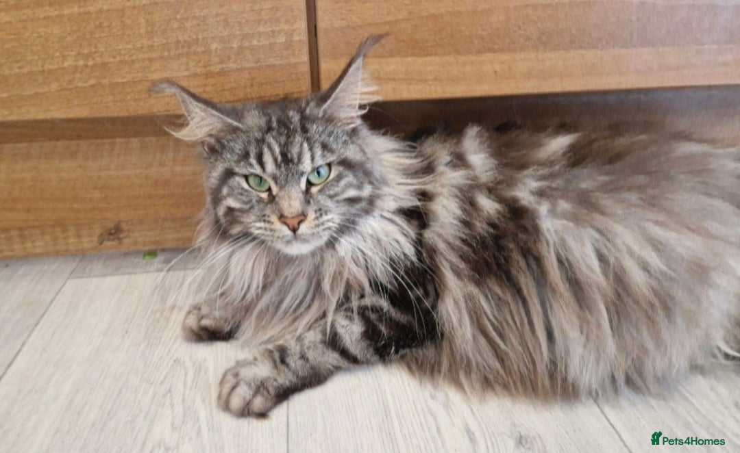 Maine Coon cats for sale: TICA REGISTERED MAINE COON KITTENS - Image 32