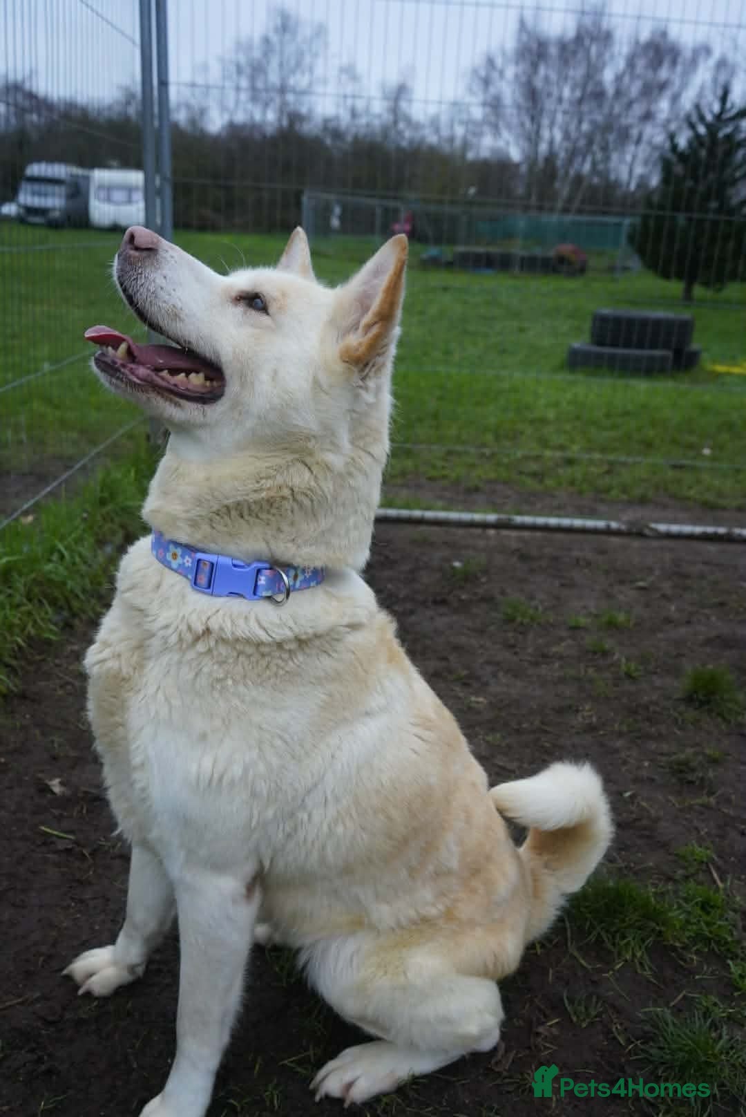 Akita dogs for adoption: Mitzi - Advert 8