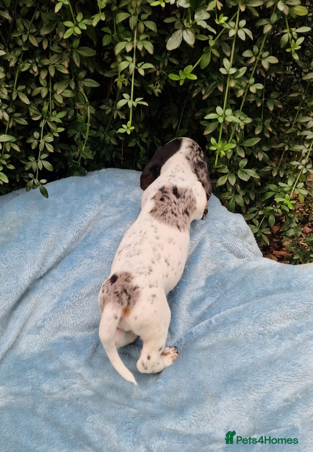 Miniature Dachshund dogs for sale: Quality mini dachshund puppies 💜 - Image 13