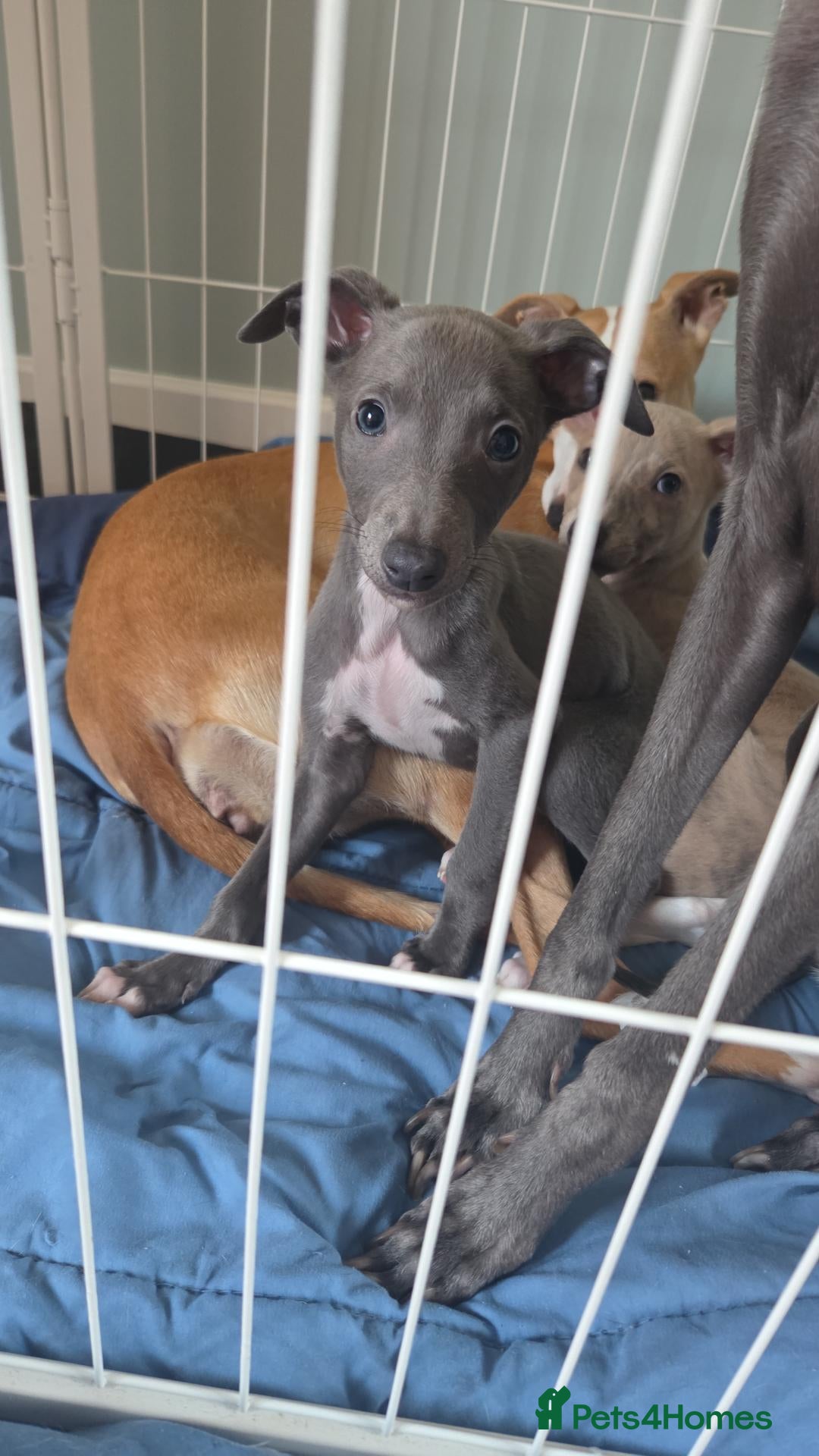 Whippet dogs JUt ONE LEFT! Stunning small KC registered whippet - Advert 5