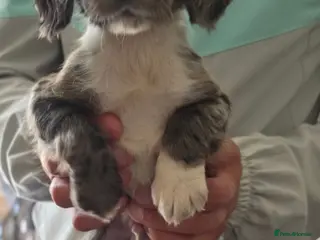Cocker Spaniel dogs Cockerspaniel pups - Advert 12