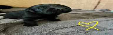 Labrador Retriever Puppy 4