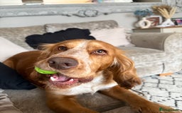 Cocker Spaniel dogs for sale: Male Cocker Spaniel - Image 3