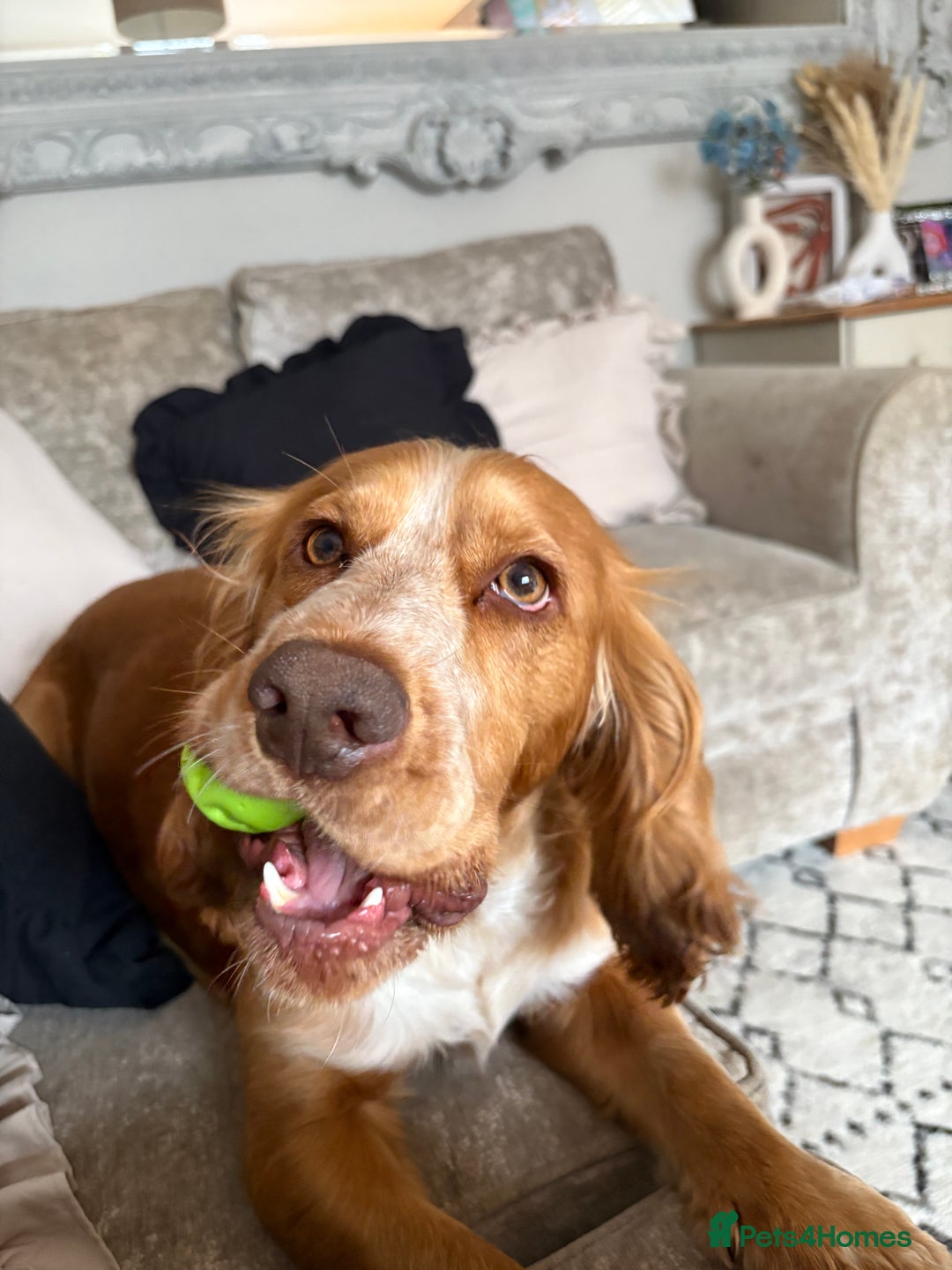 Cocker Spaniel dogs for sale: Male Cocker Spaniel - Image 3