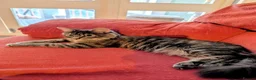 Mixed Breed cats for sale: Fluffy longhaired grey and white tabby  - Advert 3