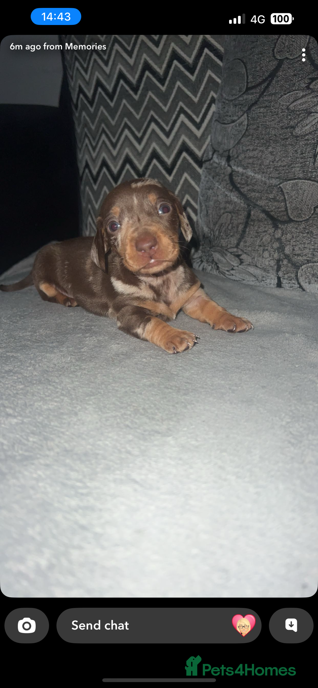 Miniature Dachshund dogs for sale: Mini dauchunds puppies - Advert 28