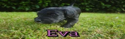 Mixed Breed dogs for sale: Loving Parsons Russell Cross Puppies  - Advert 16