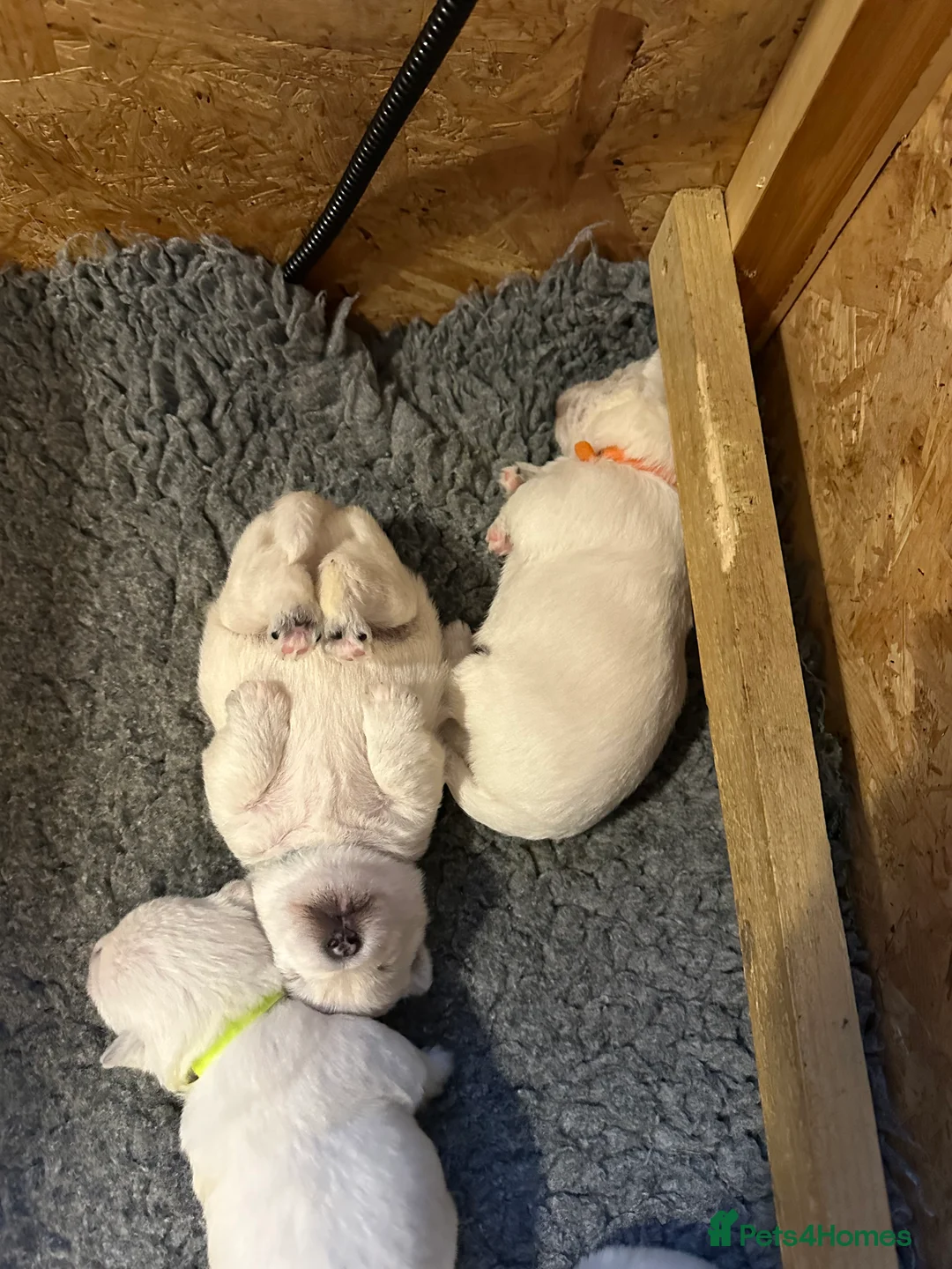 West Highland Terrier dogs for sale: Beautiful Westie boys for sale - Advert 2