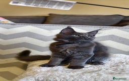 Maine Coon cats for sale: 25% OFF PURE MAINE COONS FROM CHAMPION BLOODLINE! - Image 35