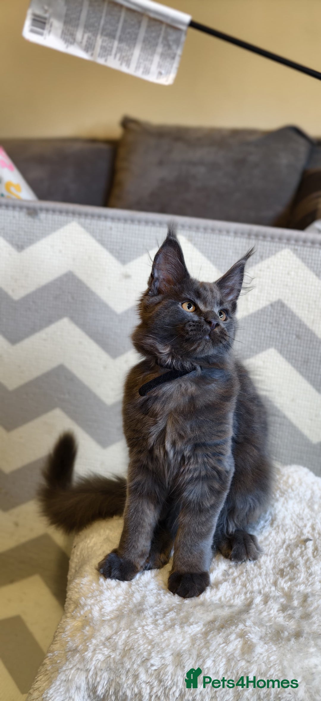 Maine Coon cats for sale: 25% OFF PURE MAINE COONS FROM CHAMPION BLOODLINE! - Image 35