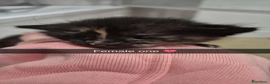 Kitten 1