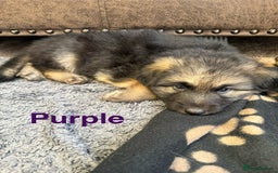 German Shepherd dogs for sale: KC Registered German Shepherd Puppies - Image 15