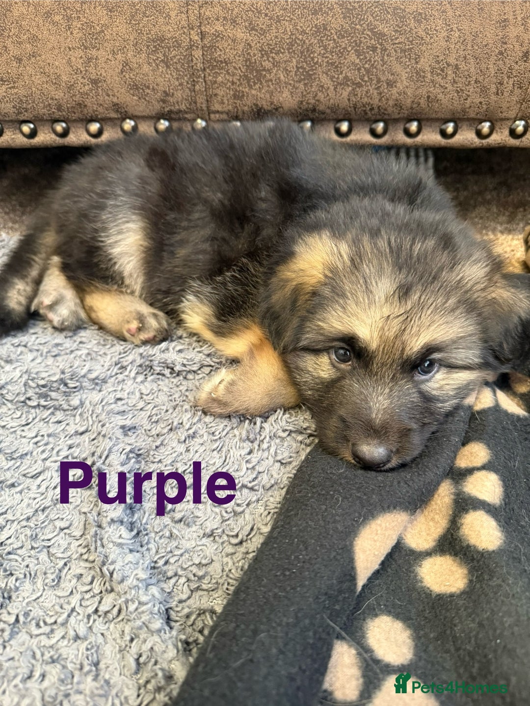 German Shepherd dogs for sale: KC Registered German Shepherd Puppies - Image 15