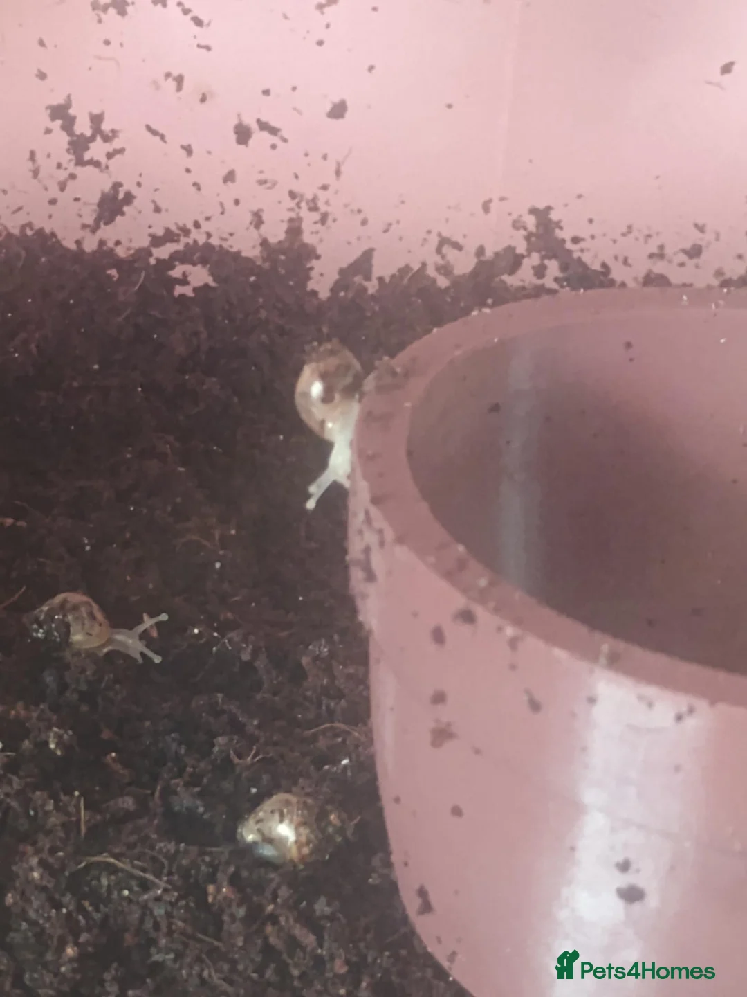 Snails invertebrates for sale: African land snail  - Advert 2