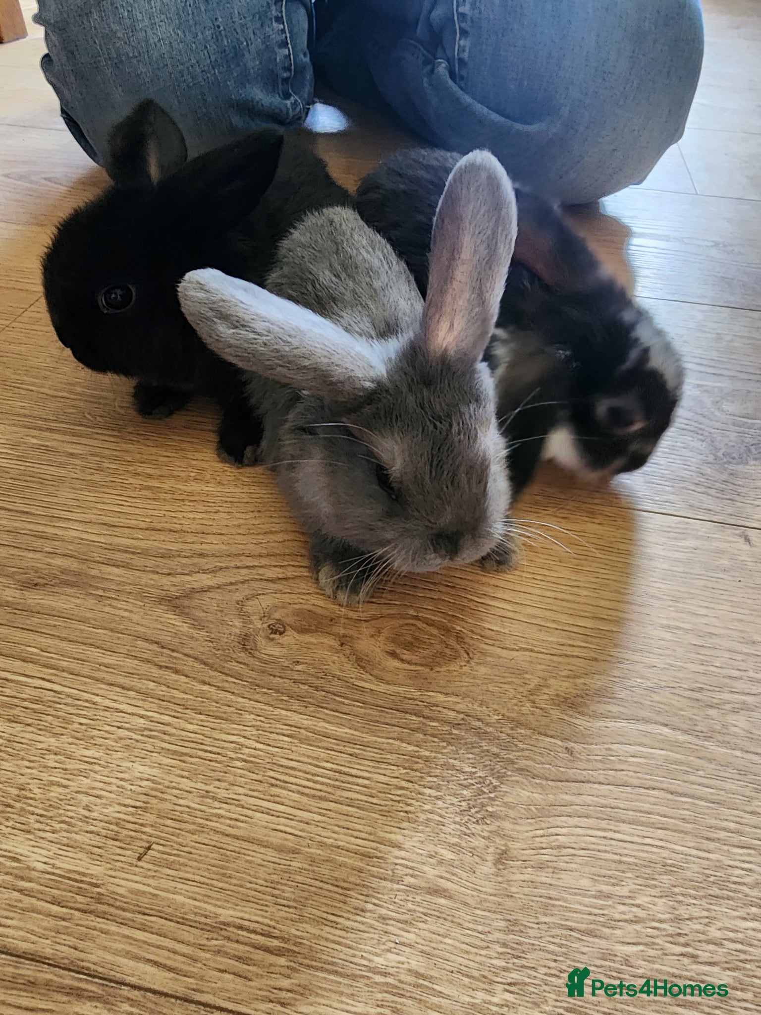 Mini Lop rabbits Baby miniature lops - Advert 4