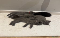 Scottish Fold cats for sale: Scottish Fold Kittens  - Image 6