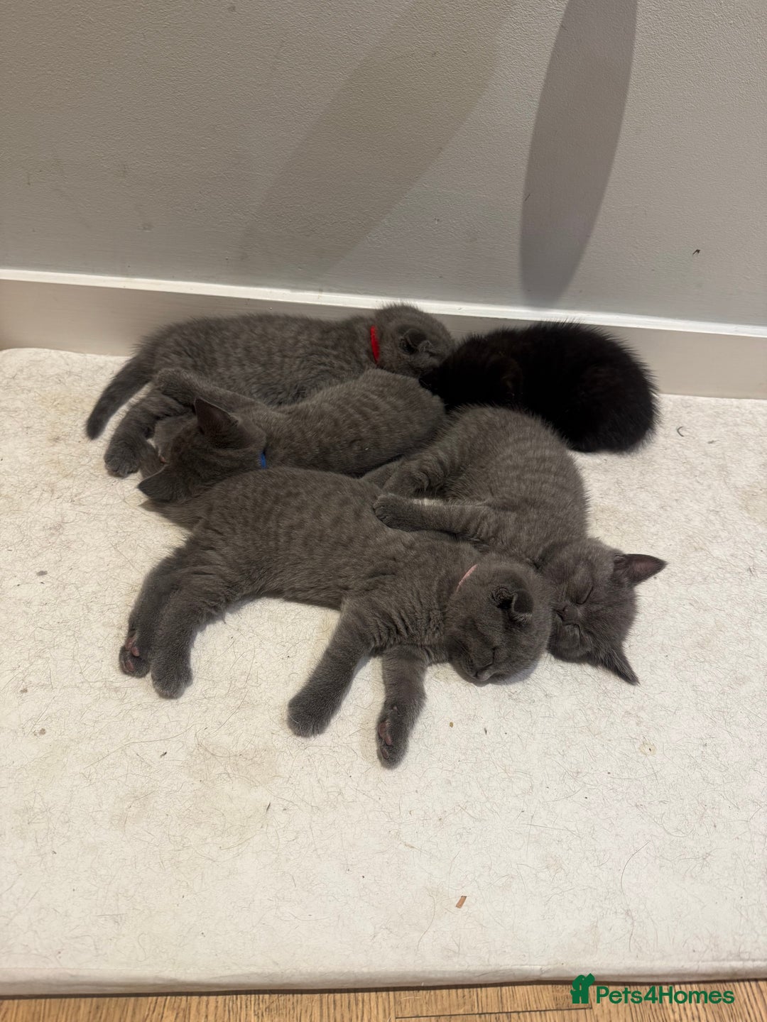 Scottish Fold cats for sale: Scottish Fold Kittens  - Image 6