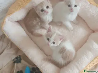Mixed Breed cats 3 Gorgeous Rare White, Cream/Beige Fluffy Boys - Advert 11