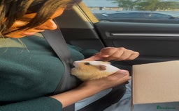 Guinea Pig rodents for sale: 2 Cute Male Guinea Pigs &Complete Kit – Like New - Image 1