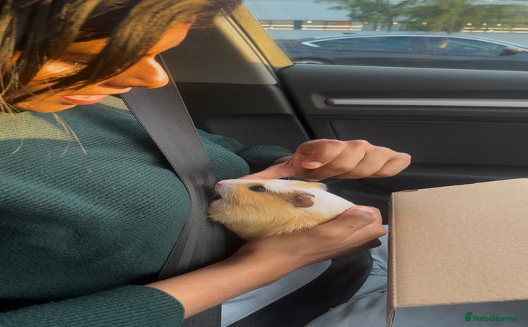 Guinea Pig rodents - Advert 6