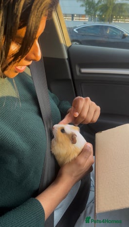 Guinea Pig rodents - Advert 6