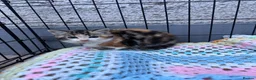 Mixed Breed cats for sale: 4 kittens searching for their forever homes  - Advert 5
