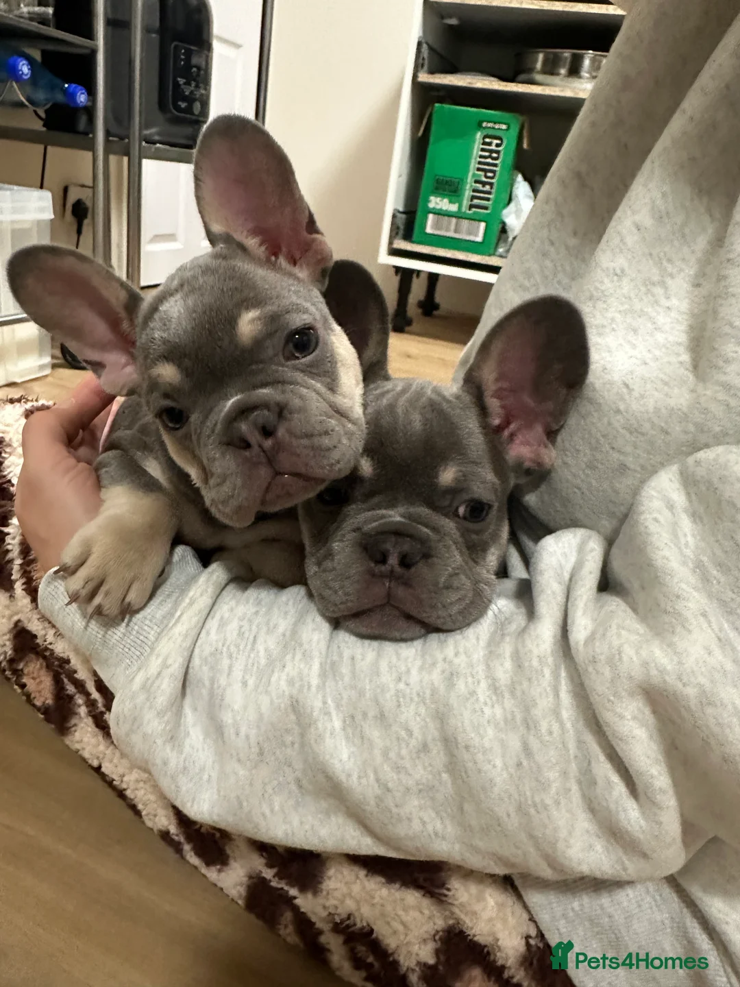 French Bulldog dogs for sale: Gorgeous French Bulldog Puppies - Ready Now⁠ - Advert 2